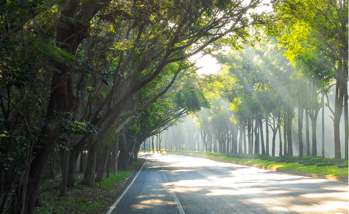 10 Jenis Pohon yang Bisa Bikin Lingkungan Tambah Sejuk